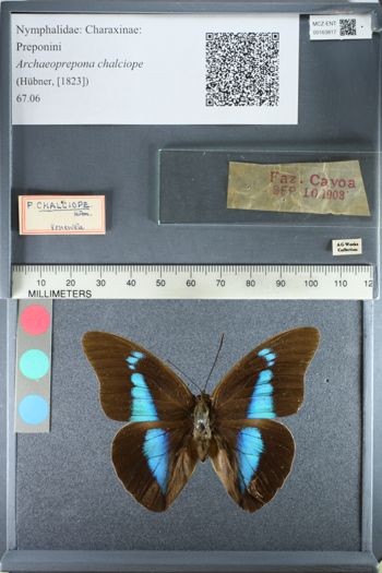 Media type: image;   Entomology 163817